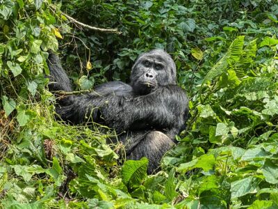 Visit Uganda