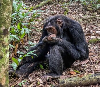 Visit Uganda